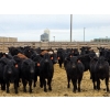 Image 3 : M.S. MacLean Livestock - 920# March Delivery Steers - 100 Head (Coaldale, AB)