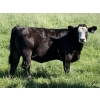 Image 3 : Leedale Farming - 700# September Delivery Heifer Calves - 85 Head (Eckville, AB)