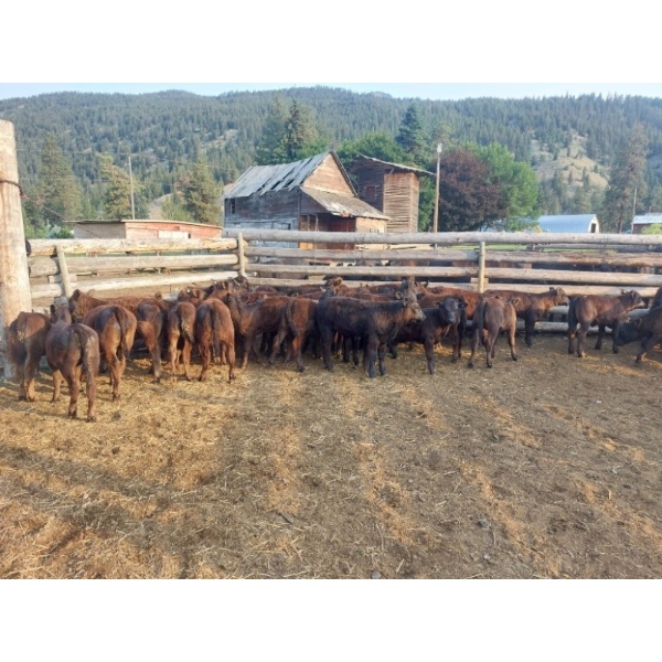 Russel & Barb Abel/Brandon & Katelyn Abel - 570# November Heifer Calves - 50 Head (Falkland, BC)