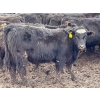 Image 2 : Doerksen Farms - 1000# August Delivery Heifers - 63 Head (Gem, AB)