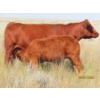 Image 13 : Leonard Lundquist/Andrew Ranching - 675# October Delivery Steer Calves - 90 Head (Rolling Hills, AB)