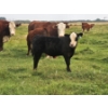 Image 3 : Bruce, Julie & Kyle Musgrove - 560# November Delivery Steer Calves - 90 Head (Patricia, AB)