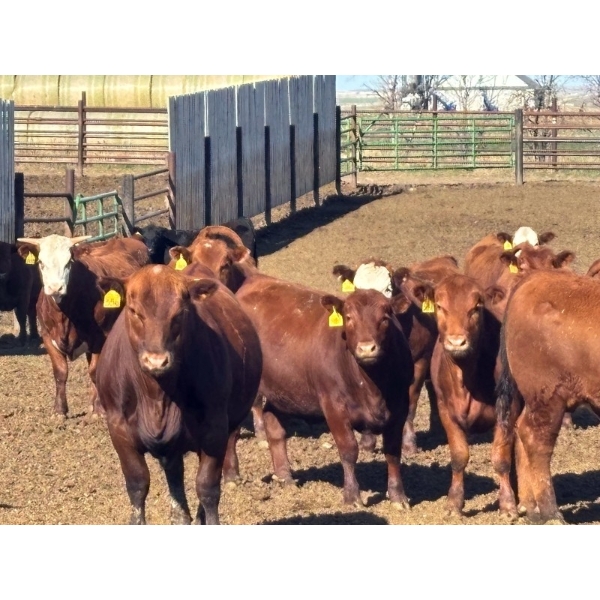 Elkwater Farming Co. - 1000# May Delivery Steers - 186 Head (Irvine, AB)