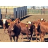 Image 1 : Elkwater Farming Co. - 1000# May Delivery Steers - 186 Head (Irvine, AB)