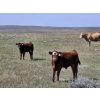 Image 2 : Hecker Farms Ltd. - 600# Steer Calves - 90 Head (Piapot, SK)