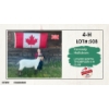 Image 1 : 4-H Sheep - Kennady Hallstrom - Lower North Thompson 4-H Club
