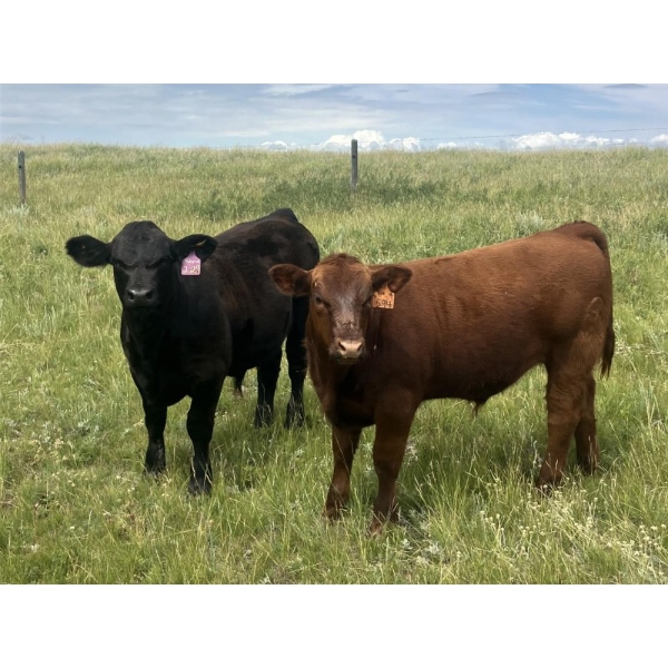 Hand Hills Farming - 800# September Delivery Steer Calves - 160 Head (Hanna, AB) VBP+