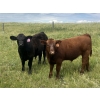 Image 1 : Hand Hills Farming - 800# September Delivery Steer Calves - 160 Head (Hanna, AB) VBP+