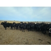 Image 4 : Monette Farms - 800# January Weaned Steers - 235 Head (Airdrie, AB)