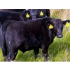 Image 10 : George Ranching - 600# November Delivery Steer Calves - 100 Head (Marwayne, AB)