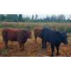 Image 5 : Brian Foley/Louise De Marni/Meadow Creek - 500# October Delivery Heifer Calves - 85 Head (Kamloops)