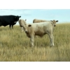 Image 2 : Douglass Cattle Co. - 570# November Delivery Steer Calves - 85 Head (Finnegan, AB)