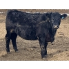 Image 2 : Hawk Ranching - 970# March Delivery Steers - 65 Head (Nanton, AB)