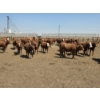 Image 5 : Ripple Rock Ranch - 750# June Delivery Heifers - 82 Head (Fincastle, AB)