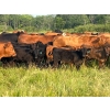 Image 7 : Hockridge Farms Ltd. - 675# December Delivery Steer Calves - 180 Head (Dauphin, MB) VBP+