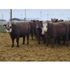 Image 6 : Chomistek Ranch - 10 Red Goggle-Eyed Heifers (Pen 306)