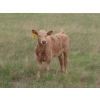 Image 14 : 6 S Feeders Inc. - 580# November Delivery Weaned Steers - 105 Head (Moosomin, SK)