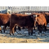 Image 5 : Four Forty Farms - 930# January Delivery Steers - 67 Head (Eckville, AB)