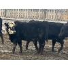 Image 9 : Echo Springs Ranching  - 735# February Delivery Heifers - 34 Head (Granum, AB)