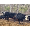 Image 8 : Pat Lawrence Contracting Ltd. - 870# January Delivery Weaned Steers - 65 Head (Keremeos, BC)