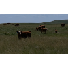 Image 8 : Stone Hill Ranch Ltd. - 500# October Delivery Steer Calves - 95 Head (Medicine Hat, AB)