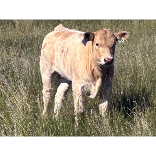 Lynn Dee Ray Ltd. - 620# October Delivery Steer Calves - 65 Head (Sheerness, AB)