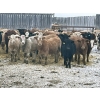 Image 2 : R7 Farms - 850# January Weaned Heifers - 70 Head (Crossfield, AB)