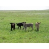 Image 15 : Circus Coulee Cattle - 550# November Delivery Steer Calves - 100 Head (Dorothy, AB)