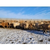 Image 6 : Bauer Ranching - 860# February Weaned Steers - 375 Head (Hilda, AB)