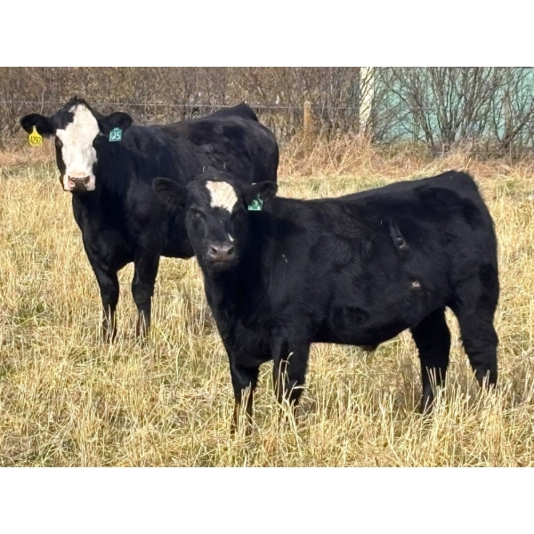 Pittman Brothers Production - 720# October Delivery Steer Calves - 30 Head (Warner, AB)