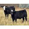 Image 1 : Pittman Brothers Production - 720# October Delivery Steer Calves - 30 Head (Warner, AB)