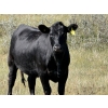 Image 6 : Cross Coulee Ranching - 950# October Delivery Grass Heifers - 62 Head (Duchess, AB)