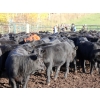 Image 2 : Keenan & Nicole Fletcher - 600# October Delivery Steer Calves - 100 Head (Williams Lake, BC)