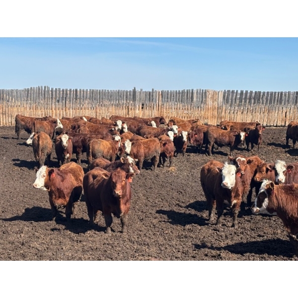 Glenn Peterson - 1075# September Delivery Grass Steers - 58 Head (Marwayne, AB)