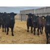 Image 5 : Fred Lansdall - 700# May Delivery Steers - 40 Head (Leross, SK)