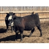 Image 10 : Jarokosky Farms - 980# April Delivery Steers - 64 Head (Lethbridge, AB)