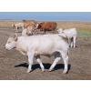 Image 7 : Johnson's Hwy 36 Farm - 620# Steer Calves - 100 Head (Vauxhall, AB) 