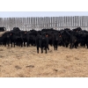 Image 3 : Doug & David Vollmer - 718# February Delivery Steers - 85 Head (Loreburn, SK)