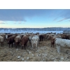 Image 5 : Box Anchor Farms - 930# March Delivery Heifers - 195 Head (Dewberry, AB)