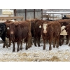 Image 3 : Jason & Kevin Szymanek - 850# December Delivery Weaned Steers - 55 Head (Stauffer, AB)