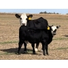 Image 7 : Donovan Banman - 630# October Delivery Heifer Calves - 50 Head (Hays, AB)