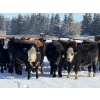 Image 3 : Hopper Farms/Jace Poffenroth - 825# March Delivery Steers - 33 Head (Rimbey, AB)