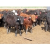 Image 3 : Little Rainbow Ranch - 820# June Delivery Steers - 144 Head (Moosomin, SK)