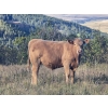 Image 2 : Patton Ranches Ltd. - 675# October Delivery Steer Calves - 90 Head (Maycroft, AB)