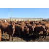Image 3 : Amber Mountain Farms - 710# May Delivery Heifers - 80 Head (Vauxhall, AB)