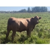 Image 4 : Andersen River Ranching - 1020# October Delivery Grass Heifers - 180 Head (Drayton Valley, AB)