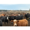 Image 2 : Avos Farms - 930# October Delivery Steers - 124 Head (MacKay, AB)