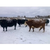 Image 4 : Merrick Campbell Herd Dispersal - 32 Mature Bred Cows (Calahoo, AB) VBP+