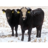 Image 6 : Little Rainbow Ranch - 22 Black & BBF Simm X Angus April/May Calving Bred Heifers (Moosomin, SK)