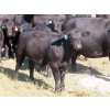 Image 9 : L & J Ranch - 640# October Delivery Steer Calves - 58 Head (Harptree, SK)